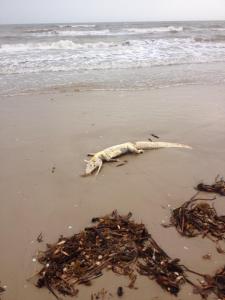Alligator