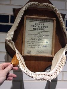 Shark Tooth