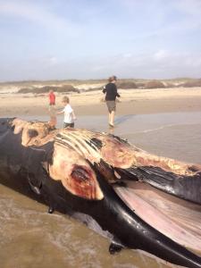 Whale