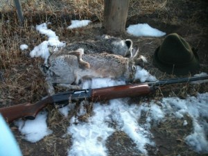 Buggs