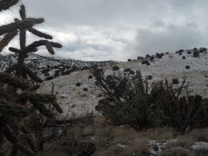Cactus Vista