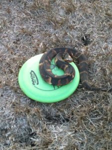disc with snake