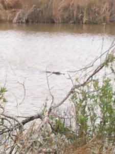 Gator