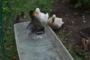 splash