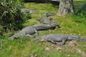 water dragons