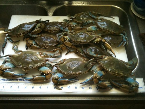 crabs 2