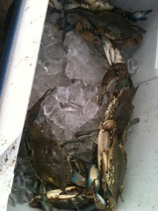 Crabs on ice