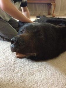 bear head