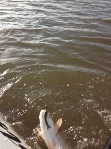 photo (21)