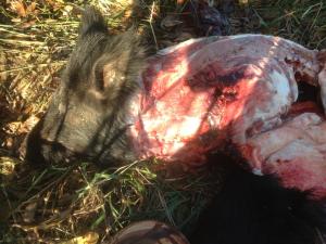 shoulder removed