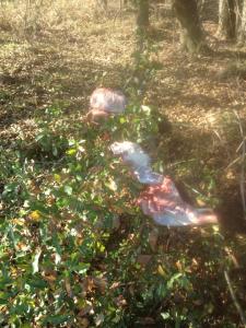 tree limb