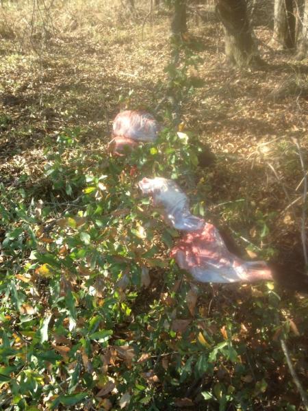 tree limb