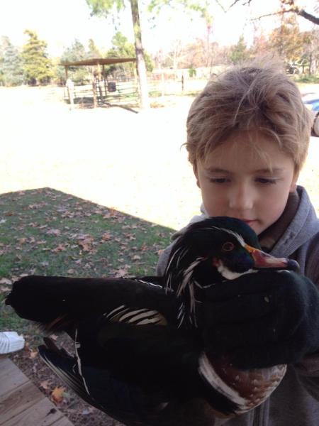 wood duck 1