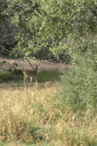 buck