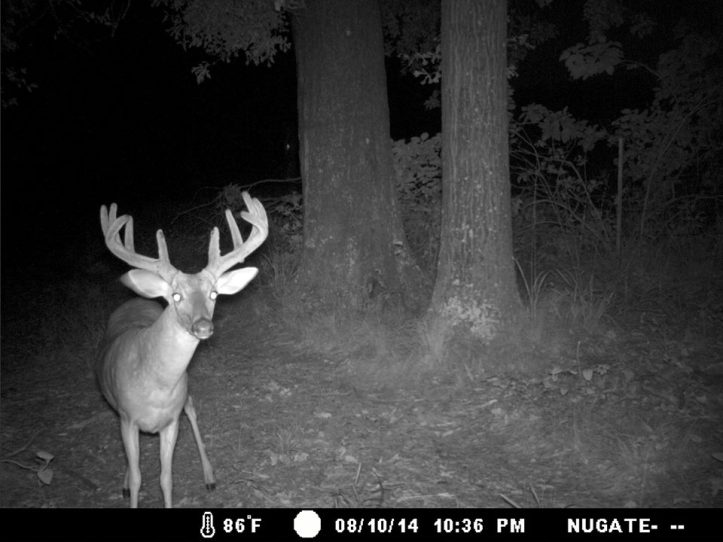 Rocking Chair Buck