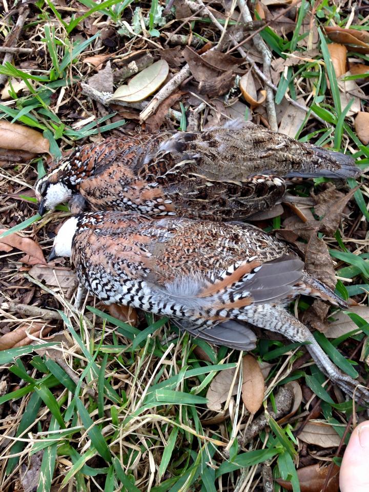 quail in the san augustine