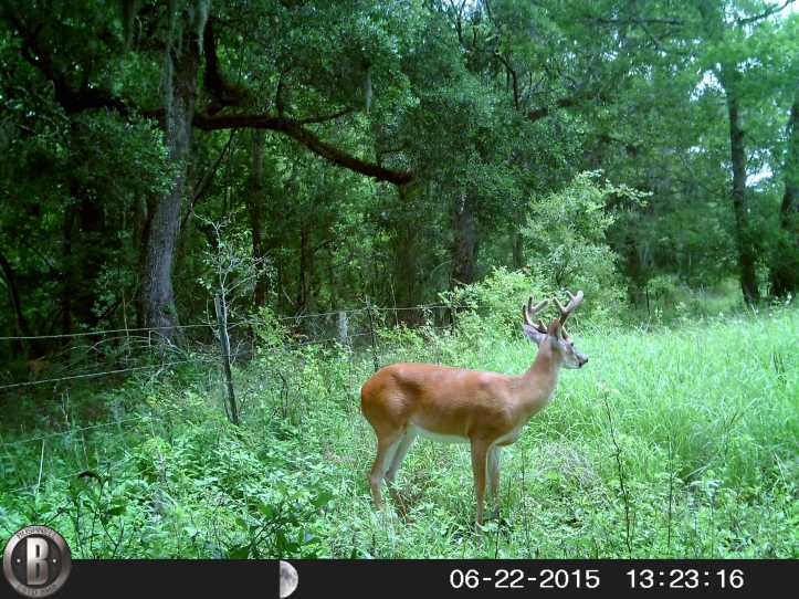 HUNT0295