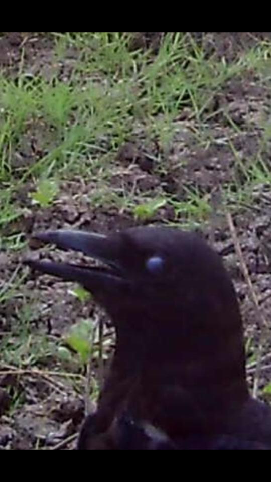 big crow 2