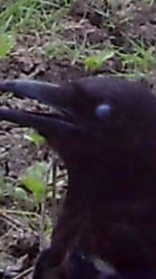 big crow 3
