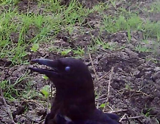 big crow